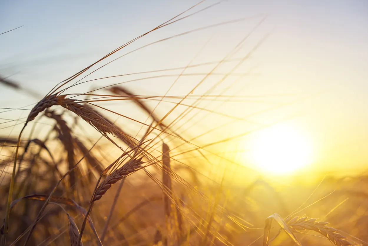 Cover for Machine Learning in the Field for More Successful and Eco-Friendly Farming